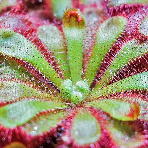 Sundew Drosera Spatulata Rare Species Carnivorous Plant Seeds - 5 Seeds