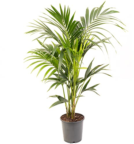 Palma di Kentia - Howea forsteriana | Purificatore d'aria per interni | Pianta da interno in vaso alto