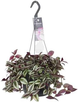 Tradescantia Zebrina Purpusii - 30cm - Ø17cm - Plante d'intérieur - Vert persistant