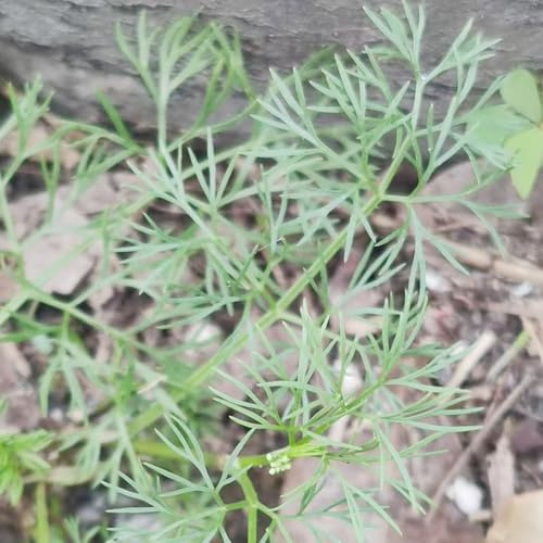 semi di cerfoglio semi di biologici, resistenti cerfoglio giardino aromatiche tappezzanti balcone d'appartamento rare sostenibili serra balcone cucina 250semi