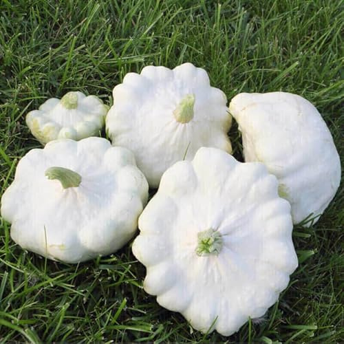 10 SEMI DI ZUCCHINO CUSTARD WHITE  semi freschi