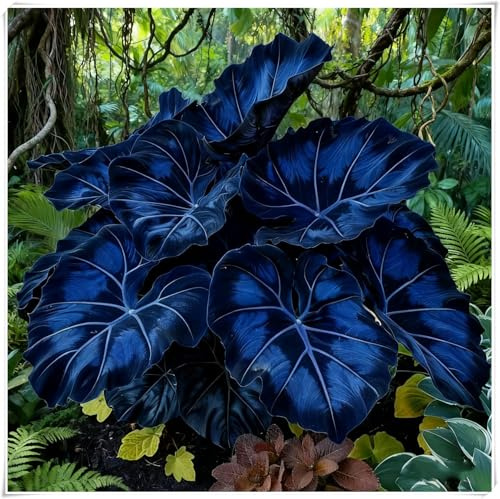 Rizomas de Hosta -En maceta,Otoño o primavera Excelente para plantar en interiores o exteriores-Fácil de cultivar. -4 Rizomas-G