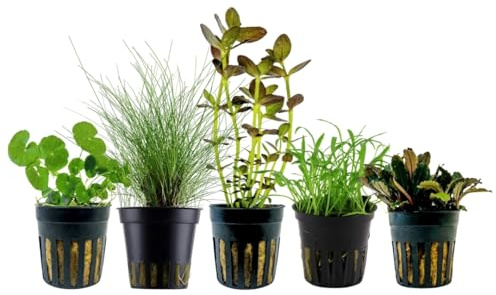 AquaOne Akvarium växter I 5 x vattenväxter I Nybörjare akvarieväxter I Buchephalandra Eleocharis Bacopa Lilaeopsis I set med 5 akvarieväxter