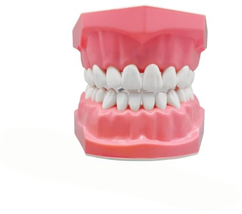 modellodidattico per denti per bambini - modellointerattivo per studio dentale, Istruttore per lo spazzolino da denti per bambini, educativo per l'apprendimento della bocca, Strumento didattic