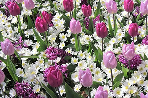 50 X Tulipani, Anemone, Giacinti - Tulipa, Anemone, Hyacinthus - Bulbi Di Alta Qualità (50)