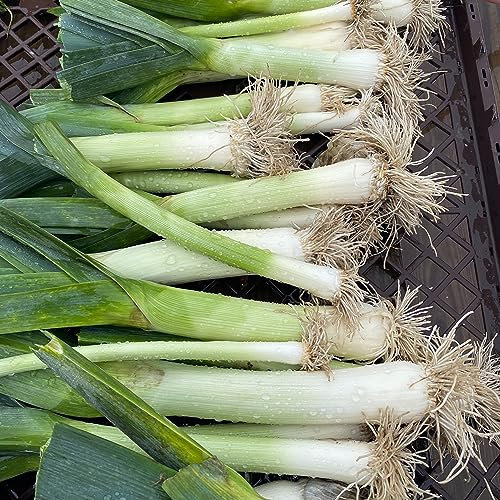 Easy Grow Seeds Neptune Leeks Winter Vegetable Seeds - 100 Organic Leek Seed