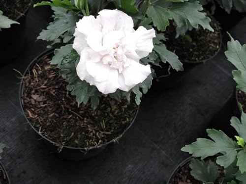 1 Stück Hibiskus/Garteneibisch Jeanne D´Arc (Hibiscus syriacus) Containerware 30-40 cm