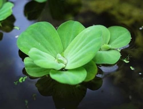 Floratica Water Lettuce (Pistia Stratiotes) Live Aquarium Plants Tropical Fish Tank Oxygenating Floating Shrimp Safe Snail Free (6)