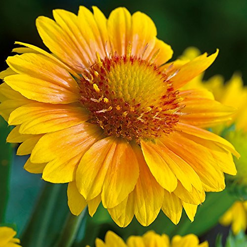 ¡Nuevo! 30 + Semi Gaillardia Giallo Arizona Fiore/RARAMENTE OFERTA PERENNE