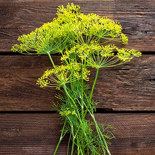 semillas de eneldo orgánico, perennes resistentes para el jardín, balcón, raras. Decoración oficina 50pcs