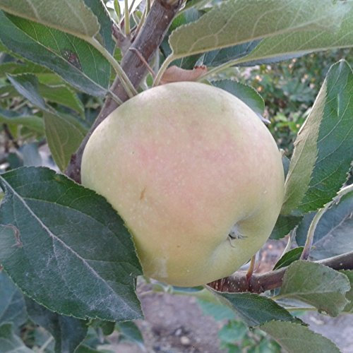 Manzano - Manzana verde/amarilla - Maceta 26cm. - Altura aprox. 1'20m. - Planta viva - (Envíos sólo a Península)