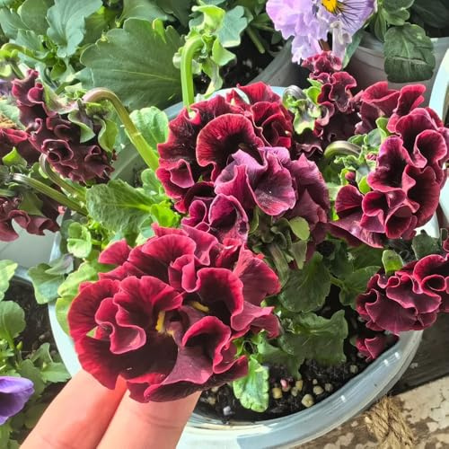 semi biologici di viola del pensiero per luoghi soleggiati resistenti di viola del pensiero resistenti to perenni, 100pcs