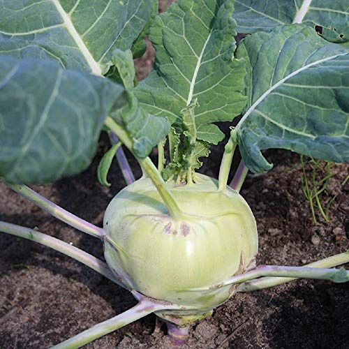 Kohlrabi Seeds 50 Count, COOL BEANS N SPROUTS Brand. Home Gardening.