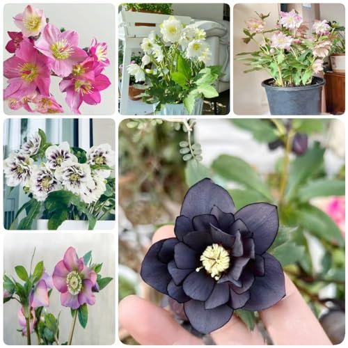 200 pcs christrosen pflanzen winterhart samen balkon deko blumenwiese samen mehrjährig winterhart pflanztöpfe luftreinigende zimmerpflanzen blumenwiese samen saat hochbeett balkonblumen