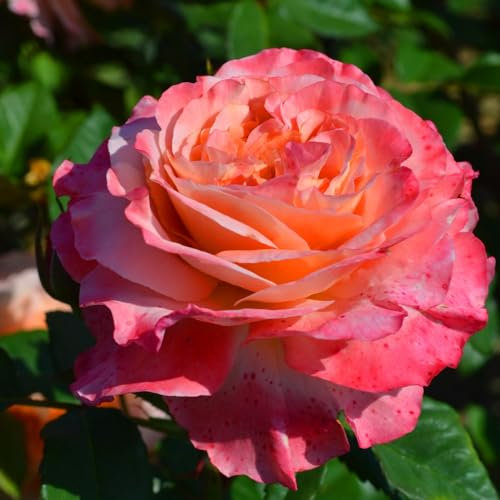 Plante des Rose roses (1 plante parfumée), grandes vivaces rustiques, plantes de Hollande pour le jardin et le pot (pas de graines, bulbes et non artificielles)