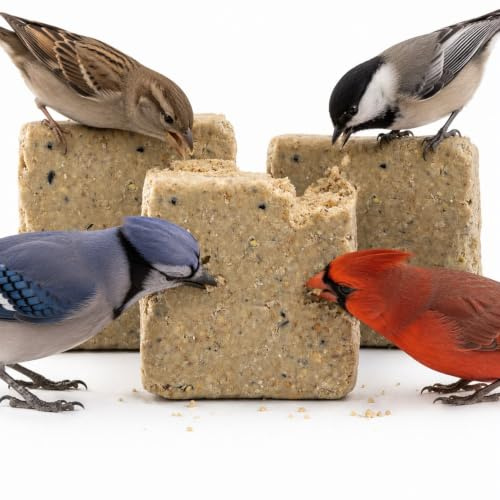 Ark Future Premium Wild Bird Suet Blocks with Fruit & Nuts – 3 x 280g High-Energy Bird Food – All-Season Suet Feed for Robins, Tits, Sparrows, Starlings & Garden Birds
