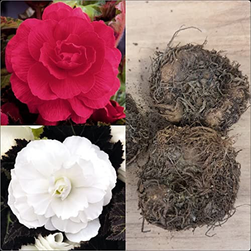 Begonia Non-Stop Double Tubers/Corms White and Pink x 6 Summer Flowering by Growtanical®