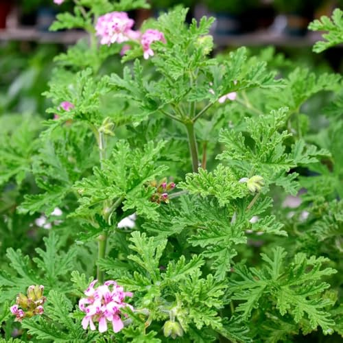 geranio limone - resistenti all'aria aperta semi tagliati giardino di semi 60pz