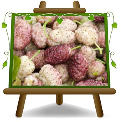 Sang et Lait Mûrier Arbres fruitiers Hauteur: 90~100 cm Âge: 2 années Pot: 20 cm