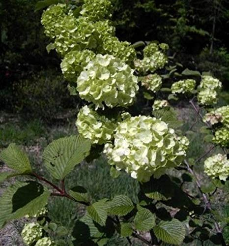 Japanischer Schneeball Grandiflorum - Hortensienschneeball - Viburnum plicatum 40-60cm