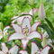Lilium bulbi giganti.Giglio bulbi asiatico.Fiori perenni resistenti.Giglio bulbi.CXXFGFT.-6 bulbi-E