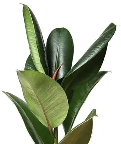 Ficus Elástica Natural Árbol de Riego Moderado