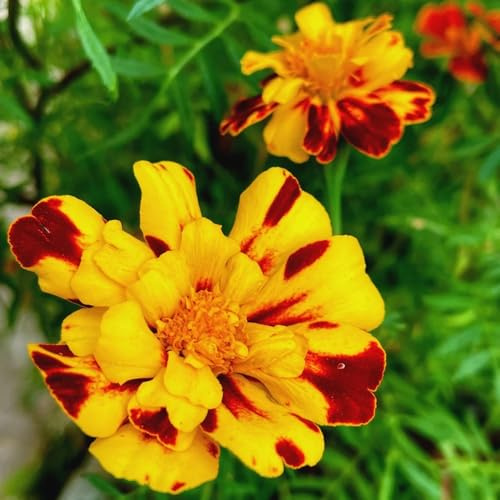semillas de tagetes de caléndula macizo con orgánicas de caléndula orgánicas de primavera, silvestres ornamentales 50pcs