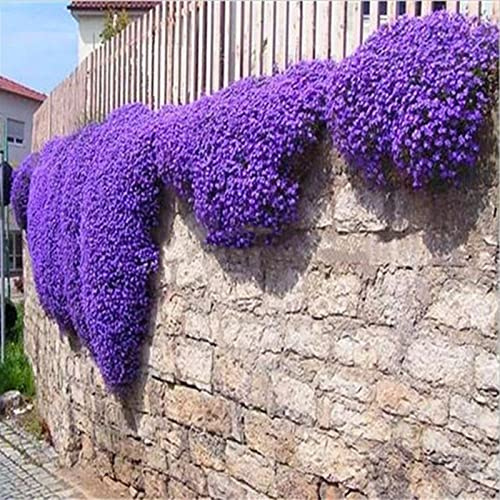 Saterkali Semi di crescione, 500 pezzi Semi di crescione Resistente al freddo Facile da piantare di erbe viola accattivanti per giardino Viola Aubrieta