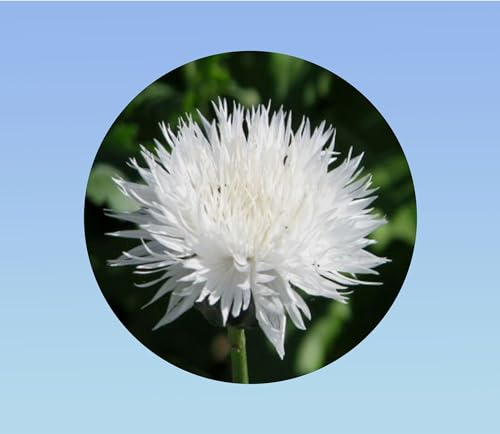 500 graines de centaurée des champs snowman (bleuet blanc) - centaurea cyanus - fleur sauvage blanche pure pour bouquets - annuelle