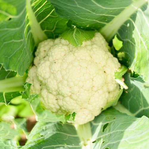 semi di cavolfiore, rare semi di di cavolfiore, antiche varietà da balcone resistenti biologici 50pcs