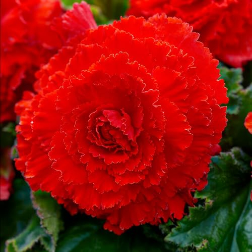 Bégonia Rouge Fimbriata, 5 bulbes de bégonia de Hollande, Véritable plante de bégonia en pot (pas de graines et pas artificiel), vivace pour pots et balcons, pas rustique.