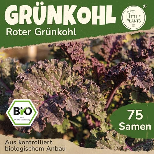 Little Plants BIO Grünkohl Samen 75 Grünkohlsamen Rot Gemüsesamen Samenfest für Gemüsegarten