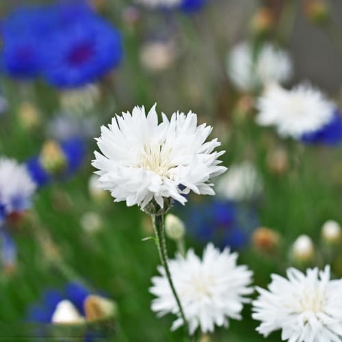 Semi di fiordaliso, semi di Centaurea ciano, semi di campo da balcone da giardino 150pcs