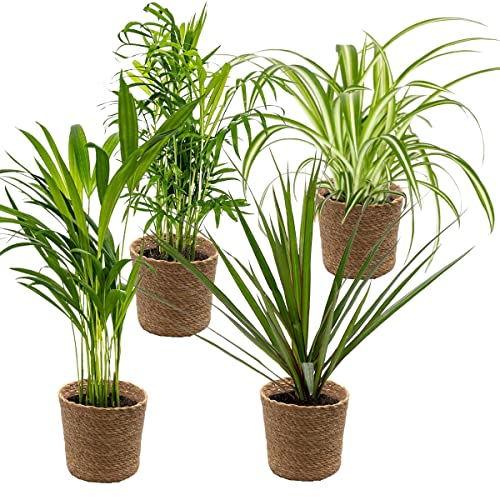 Bloomique - Lot de 4 - Mélange dépolluant - Dracaena - Dypsis - Chamaedorea - Chlorophytum - Plantes d’intérieur - Hauteur 20-40 cm - Panier en jonc de mer 12 cm