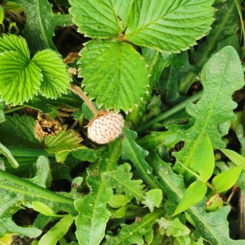 semi di fragola selvatica - antiche varietà interno rara 300pcs