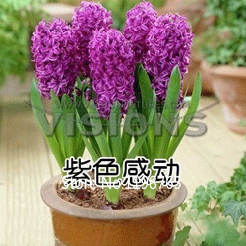 Nouvelle arrivée Orange Garden Jacinthe Graines Jacinthe Pot Bonsaï Balcon Fleur Graines DIY Maison Jardin Paquet de 100 graines