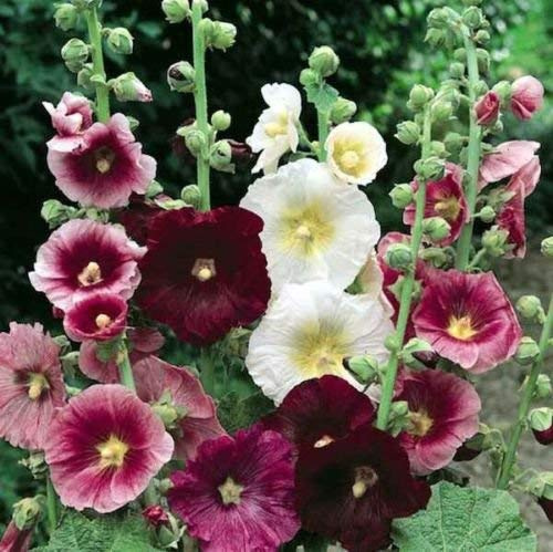Cottage Malvone Mix 25 semi Bella grande Blooms singoli su piante alte