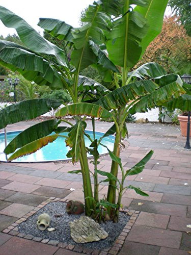 Mediterrano – Fertilizante para árbol de plátano, suministro óptimo de nutrientes para árboles de plátano sanos y fuertes, 3 kg original Mediterrano