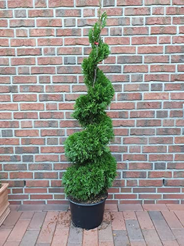 Thuja Spirale, Höhe: 130-140 cm, Smaragd-Edelthuja, Formpflanze, winterhart + Dünger