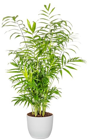 Bonplants Chamaedorea Elegans, Elegante Palma Vera da Interni, Vaso 21 cm, h 90 cm (Vaso Bianco)