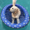 Bouée Gonflable Chien Dinghy Matelas d'air pour Chien et Animal Flotteur de Piscine Gonflable pour Chien Jouet de Plage D'été (Bleu)