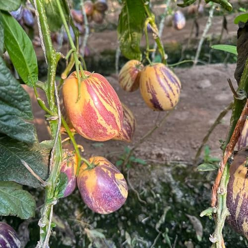 semillas de pera melón, variedades antiguas balcón fresca pepino melón melón columnar columnares resistentes 200pcs