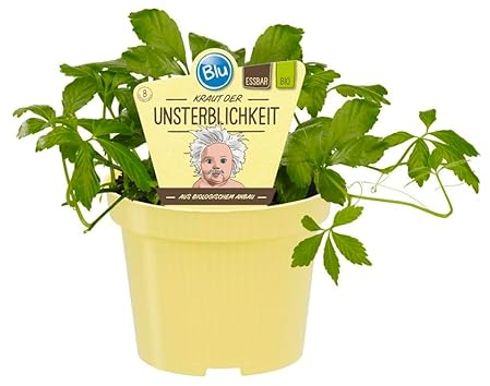 Erba dell'immortalità – in qualità biologica – Gynostemma pentaphyllum – pianta a base di erbe in vaso da 12 cm