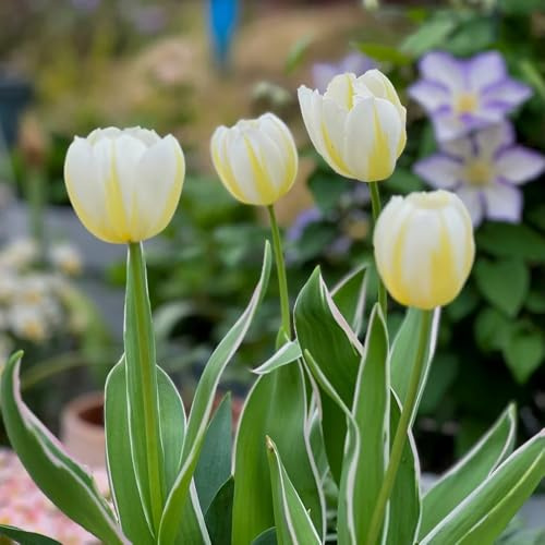 bulbos de tulipanes perennes - resistentes silvestres balcon 20pcs