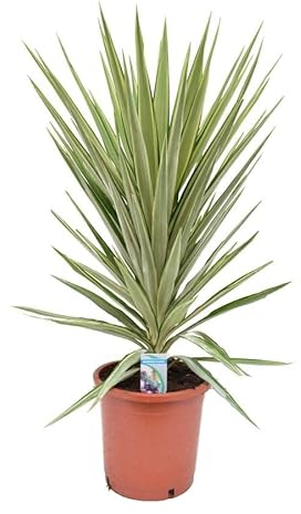 Riesen-Palmlilie Jewel 180-200 cm - Yucca elephantipes Jewel - Zimmerpflanze