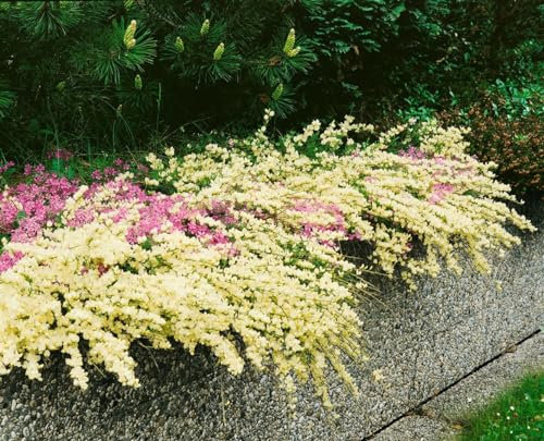 Cytisus kewensis 20-30 cm - Kew-Zwergginster, cremeweiße Blüten, Blütezeit April-Juni, ideal für Steingärten, bienenfreundlich, pflegeleicht