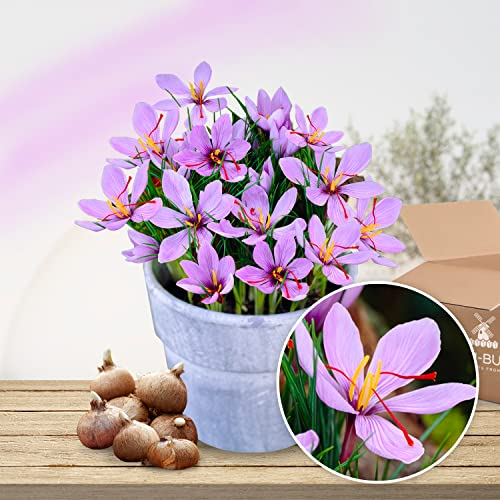 Bulbes de Crocus à Safran Sativus (50 pièces) - Bulbes de Fleurs Exclusifs des Pays-Bas - Vivaces et Rustiques - Véritables Gros Knolles de Crocus (pas de graines) pour Jardin - Pots et Balcon