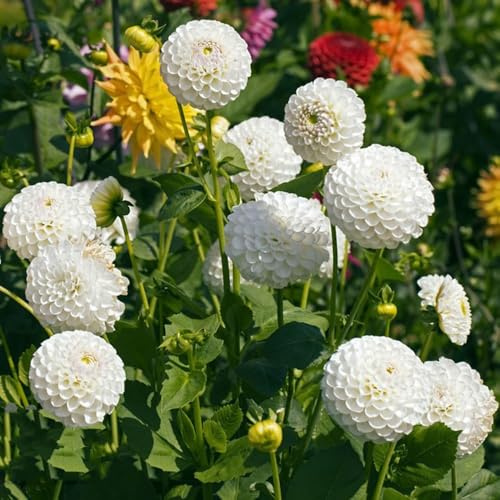 5 pezzi dalia tubercoli resistenti perenni - bulbi di bulbi primavera, giardino balcone