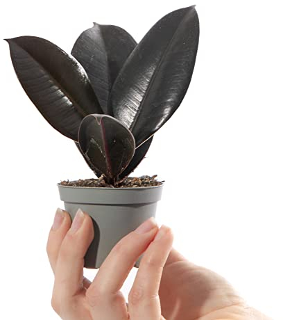 Baby Rubber Plant - Ficus Robusta Small Indoor Air Purifying Houseplant in 6cm Pot | Mini Houseplant with Glossy Foliage | for Home and Office | Grow Your Own Baby Plants