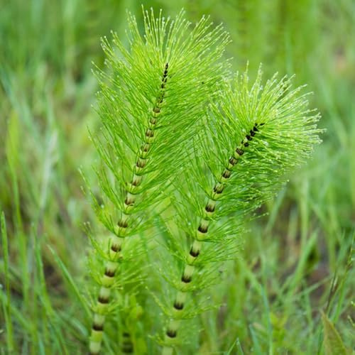 semillas de cola de caballo invierno, estanque resistentes para el jardín rocas resistentes en jardín exterior variedades antiguas 85pcs